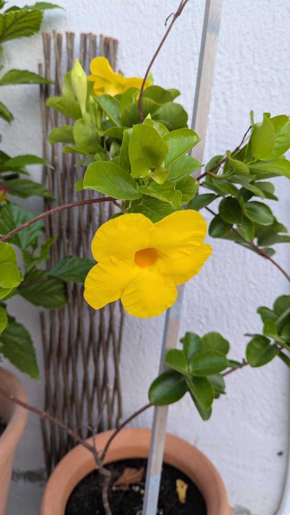 The Botanist Guesthouse Σκόπελος Εξωτερικό φωτογραφία