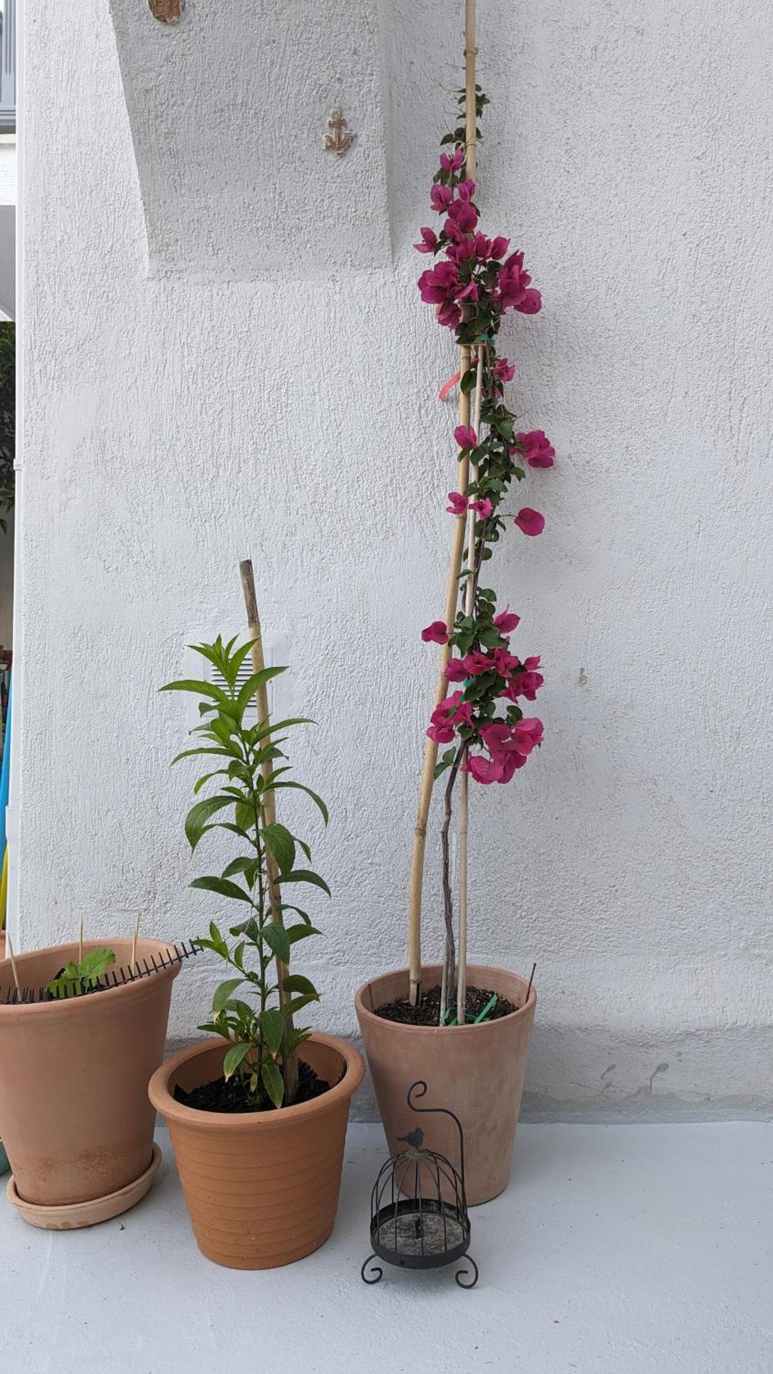 The Botanist Guesthouse Σκόπελος Εξωτερικό φωτογραφία