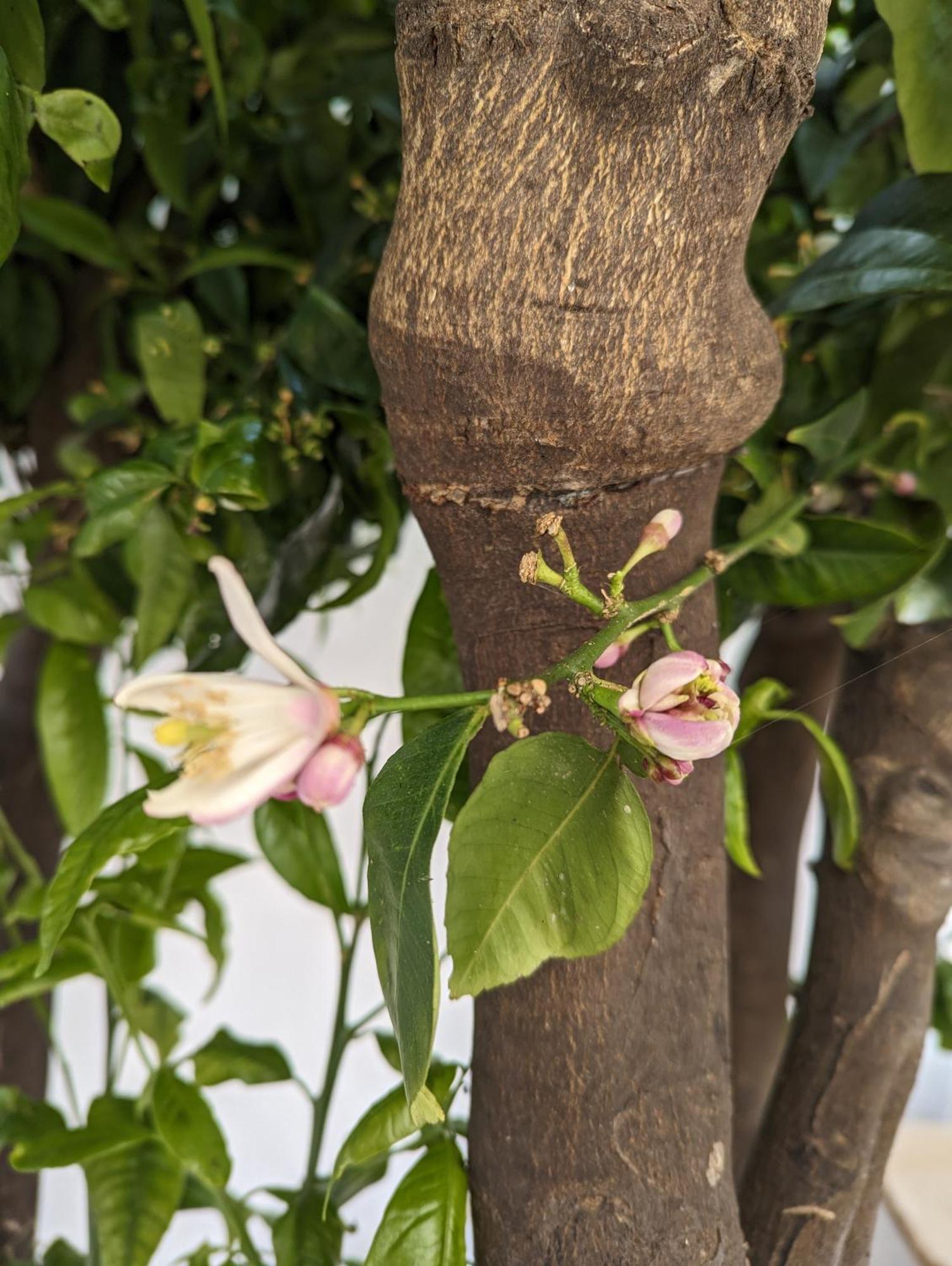 The Botanist Guesthouse Σκόπελος Εξωτερικό φωτογραφία