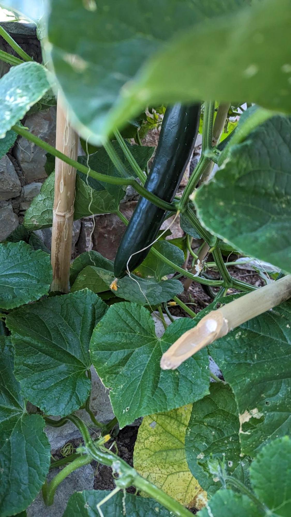 The Botanist Guesthouse Σκόπελος Εξωτερικό φωτογραφία
