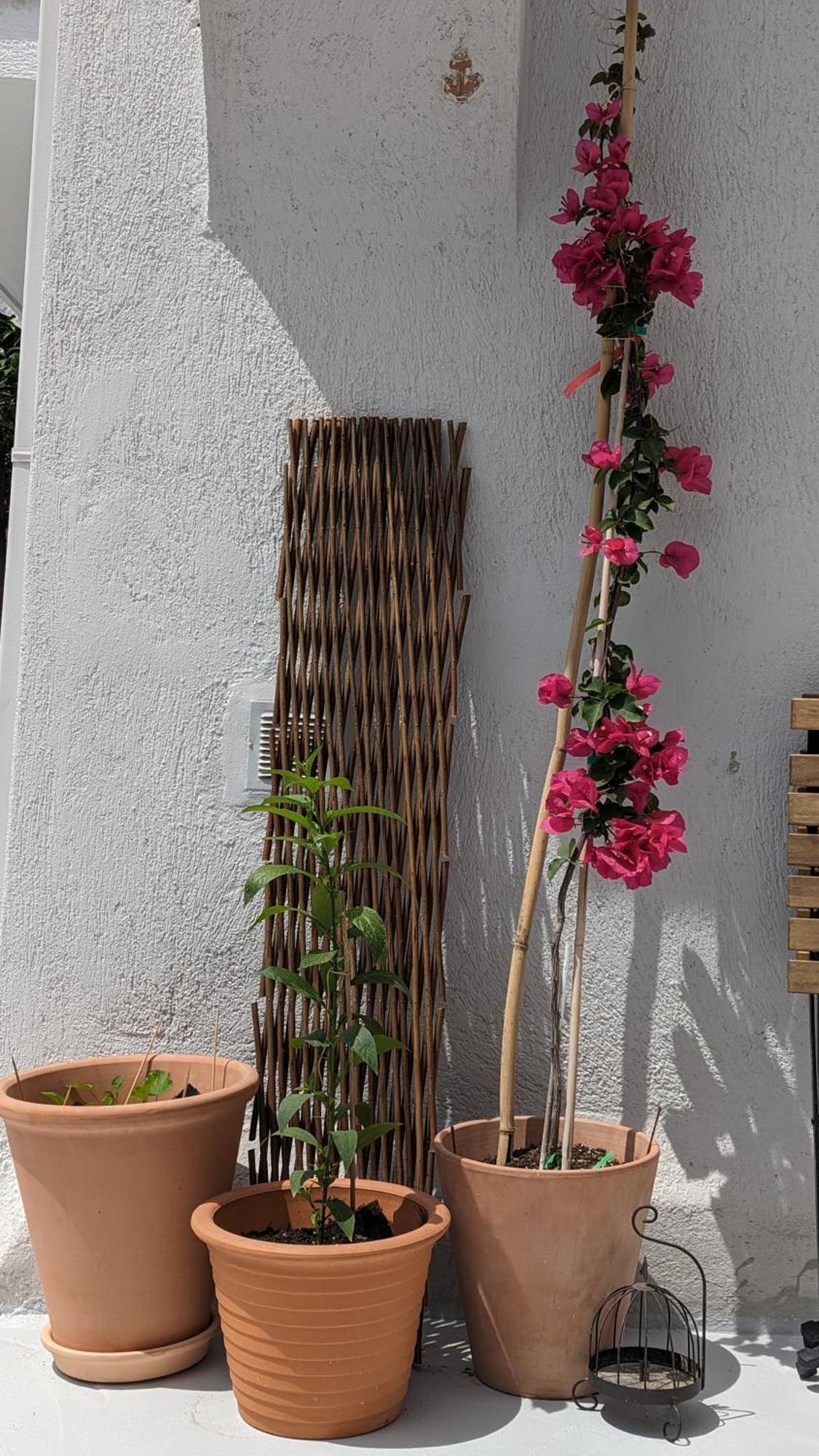 The Botanist Guesthouse Σκόπελος Εξωτερικό φωτογραφία