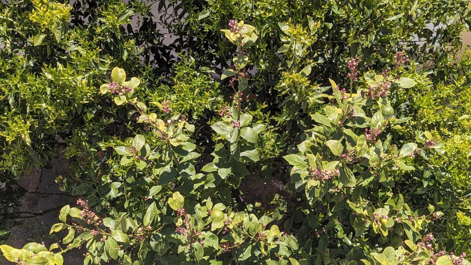 The Botanist Guesthouse Σκόπελος Εξωτερικό φωτογραφία